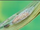 Teigne du poireau (Acrolepiopsis assectella)_3