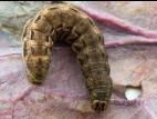 Fiancée (Noctua pronuba)_2