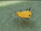 Aphis nerii_1