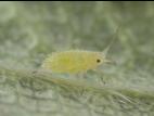 Puceron du fraisier (Chaetosiphon fragaefolii)_3