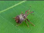 Charançon de la pomme (Anthonomus quadrigibbus)_1