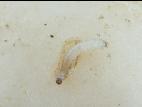 Altise navets (Phyllotreta striolata)_3