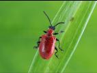 Criocère du lis (Lilioceris lilii)_1