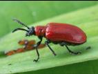 Criocère du lis (Lilioceris lilii)_2
