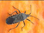 Punaise de la courge (Anasa tristis)_1