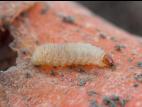 Charançon de la carotte (Listronotus oregonensis)_1