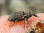 Charançon de la carotte (Listronotus oregonensis)_4