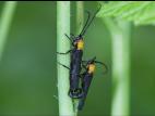 Anneleur framboisier (Oberea affinis)_4