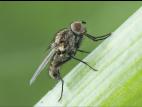 Mouche de l'oignon (Delia antiqua)_3