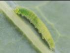 Piéride du chou (Pieris rapae)_4