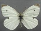 Piéride du chou (Pieris rapae)_9
