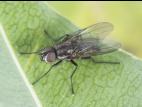 Mouche du chou (Delia radicum)_4