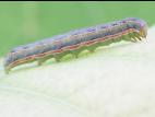 Ver-gris du trèfle (Anarta trifolii)_1