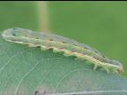 Ver-gris du trèfle (Anarta trifolii)_3