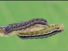 Ver-gris du trèfle (Anarta trifolii)_5
