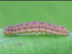 Ver-gris du trèfle (Anarta trifolii)_6