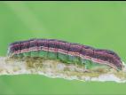 Ver-gris du trèfle (Anarta trifolii)_7