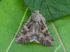 Ver-gris du trèfle (Anarta trifolii)_9