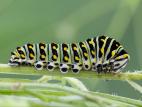 Papillon du céleri (Papilio polyxenes)_2