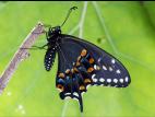 Papillon du céleri (Papilio polyxenes)_5