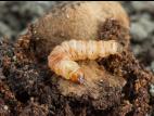 Sésie du cornouiller (Synanthedon scitula)_1