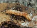 Sésie du cornouiller (Synanthedon scitula)_2
