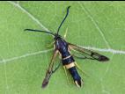 Sésie du cornouiller (Synanthedon scitula)_3