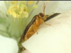 Hoplocampe des pommes (Hoplocampa testudinea)_3