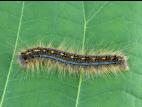 Livrée des forêts (Malacosoma disstria)_1