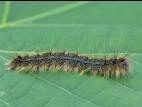 Livrée des forêts (Malacosoma disstria)_2