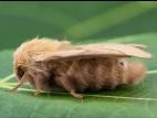 Livrée des forêts (Malacosoma disstria)_4