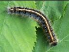 Livrée d'Amérique (Malacosoma americanum)_1