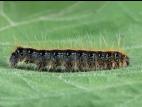 Livrée d'Amérique (Malacosoma americanum)_2