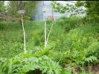 Berce Caucase(Heracleum mantegazzianum)_3