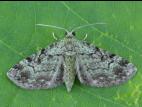 Eupithécie resctangulaire (Pasiphila rectangulata)_4