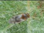 Punaise de la molène (Campylomma verbasci)_1