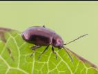 Altise airelle (Altica sylvia)_1