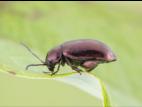 Altise airelle (Altica sylvia)_2