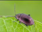 Altise airelle (Altica sylvia)_3