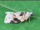 Tordeuse à bandes grises (Argyrotaenia mariana)_3