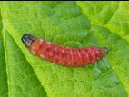 Pique-bouton du framboisier (Lampronia corticella)_2