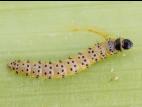 Tisseuse du panais (Depressaria pastinacella)_2