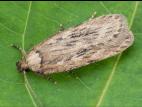Tisseuse du panais (Depressaria pastinacella)_4