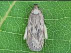 Tisseuse du panais (Depressaria pastinacella)_5