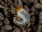 Scarabée japonais (Popillia japonica)_5
