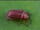 Galéruque du cerisier (Tricholochmaea cavicollis)_6