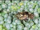 Punaise terne (Lygus lineolaris)_6