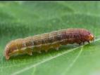 Chenille veloutée (Eupsilia tristigmata)_3