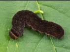 Chenille veloutée (Eupsilia tristigmata)_4