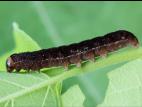 Chenille veloutée (Eupsilia tristigmata)_5